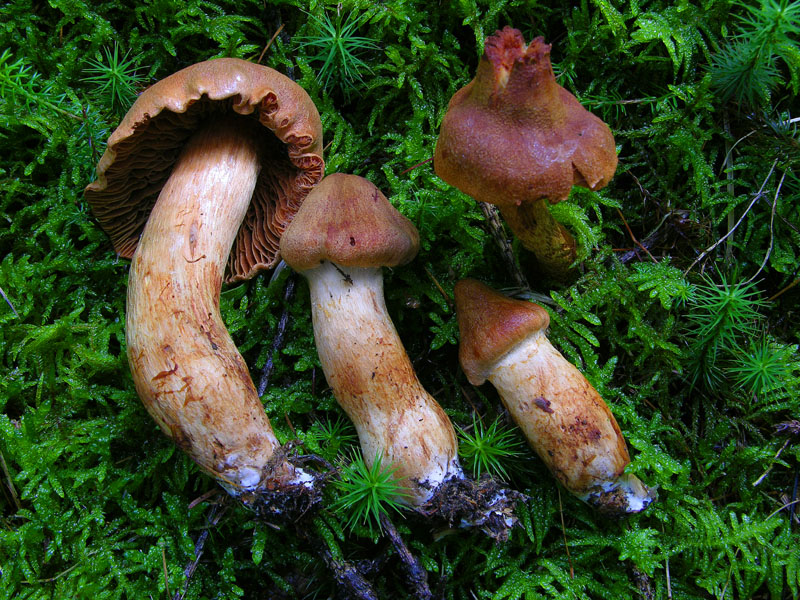 Cortinarius rubellus/C.orellanoides var. speciosissimus